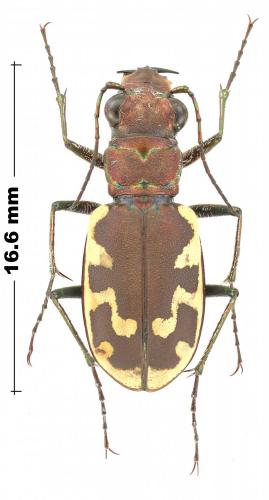 Réf. 244 508 : Cicindela formosa generosa
